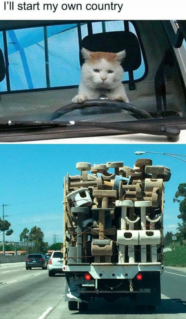Jokes For Cat Lovers (24 pics)