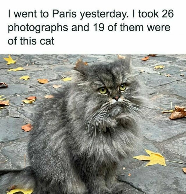 Jokes For Cat Lovers (24 pics)