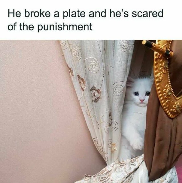 Jokes For Cat Lovers (24 pics)