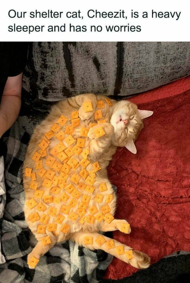 Jokes For Cat Lovers (24 pics)