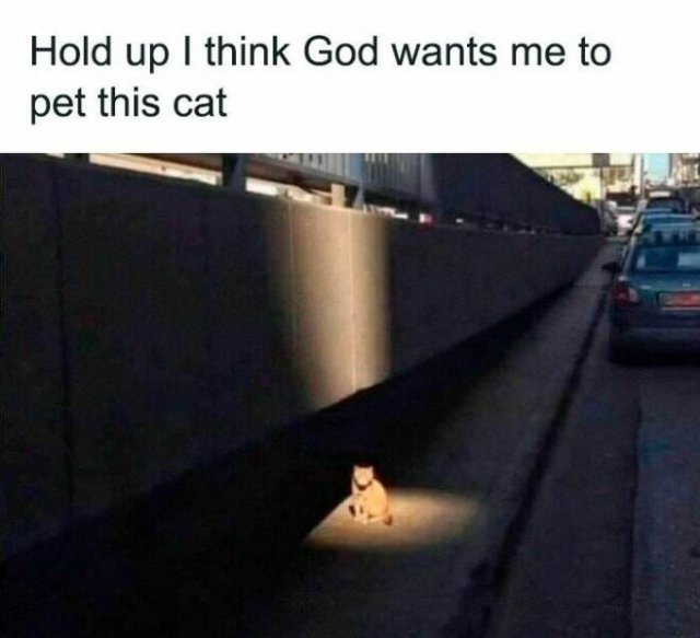 Jokes For Cat Lovers (24 pics)