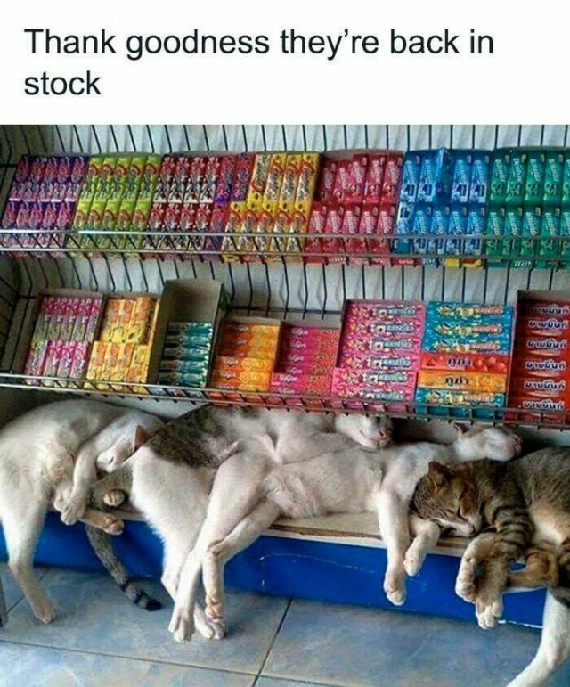 Jokes For Cat Lovers (24 pics)