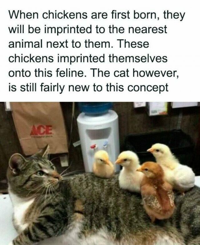 Jokes For Cat Lovers (24 pics)