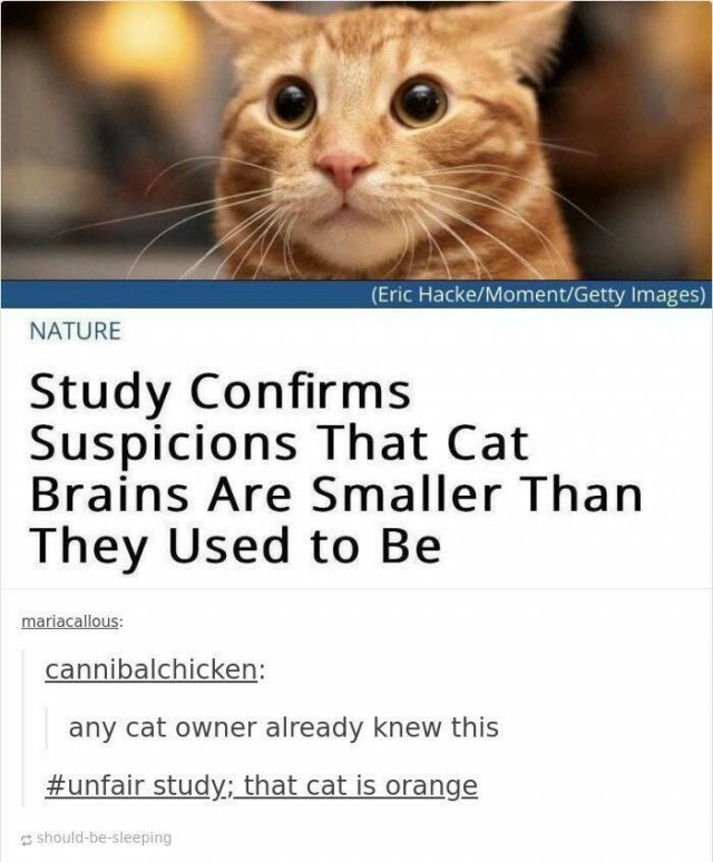 Jokes For Cat Lovers (24 pics)