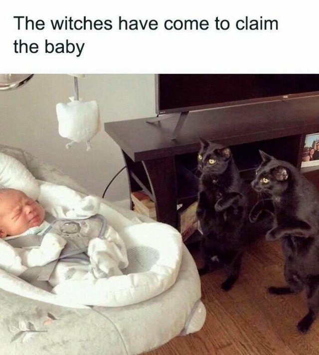 Jokes For Cat Lovers (24 pics)