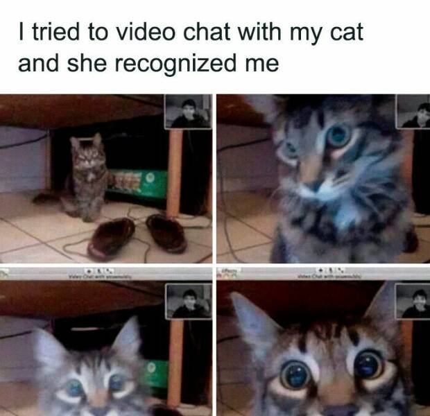 Jokes For Cat Lovers (24 pics)
