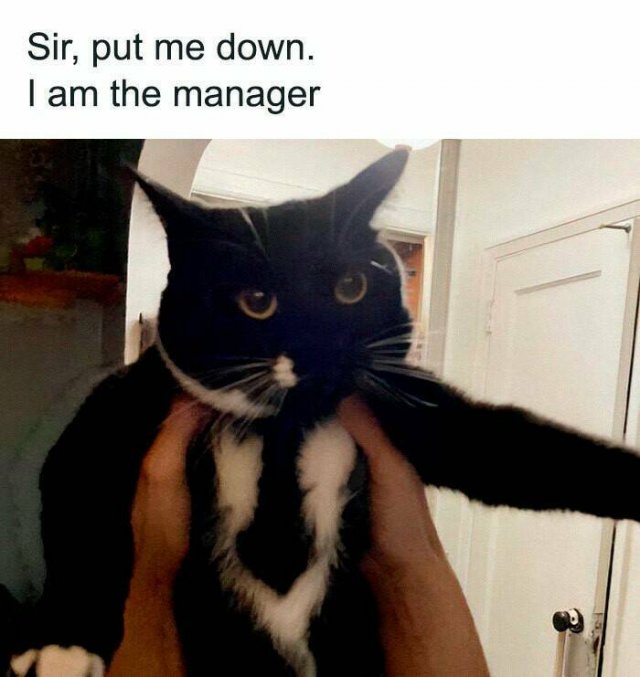 Jokes For Cat Lovers (24 pics)