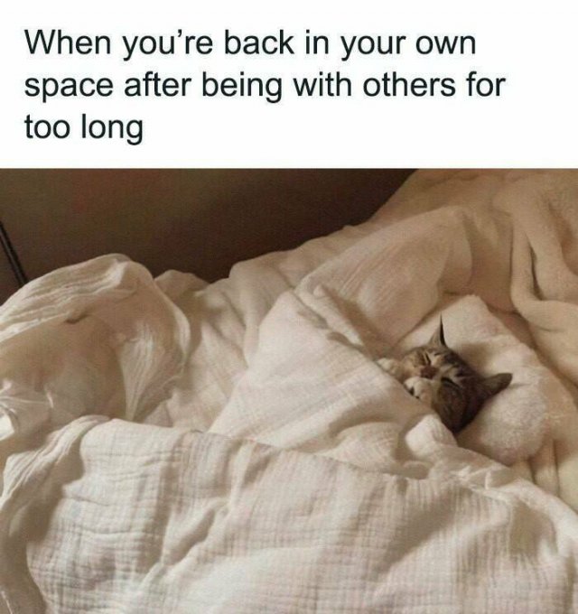 Jokes For Cat Lovers (24 pics)