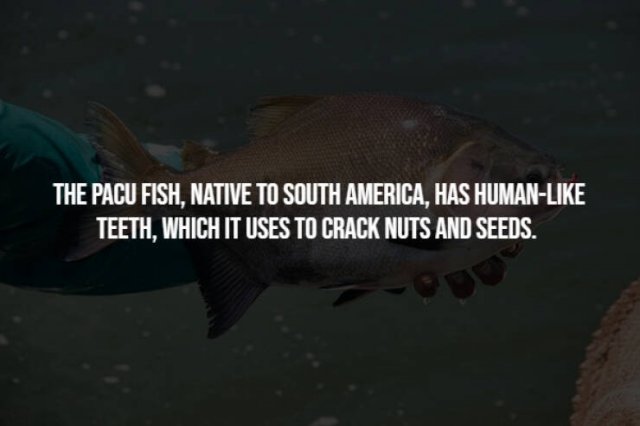 Creepy Facts (15 pics)