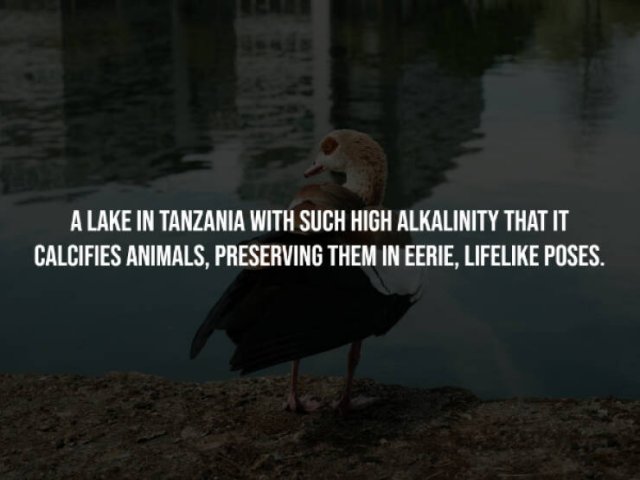Creepy Facts (15 pics)