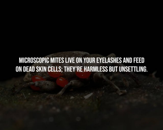 Creepy Facts (15 pics)