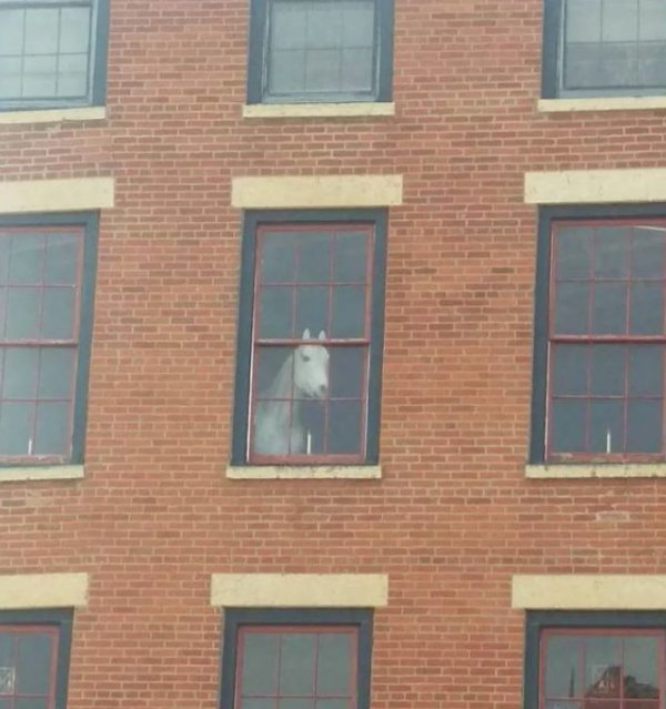 What Is Going On Here? (29 pics)