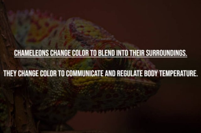 Myths That Many People Believe (17 pics)
