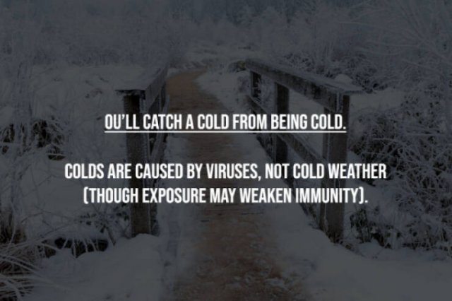 Myths That Many People Believe (17 pics)