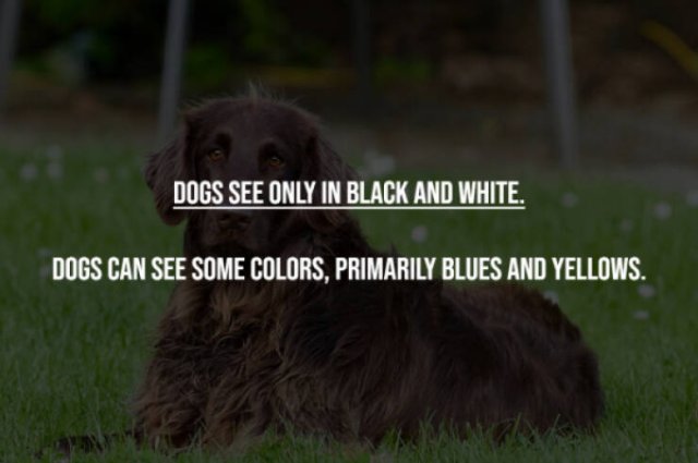 Myths That Many People Believe (17 pics)