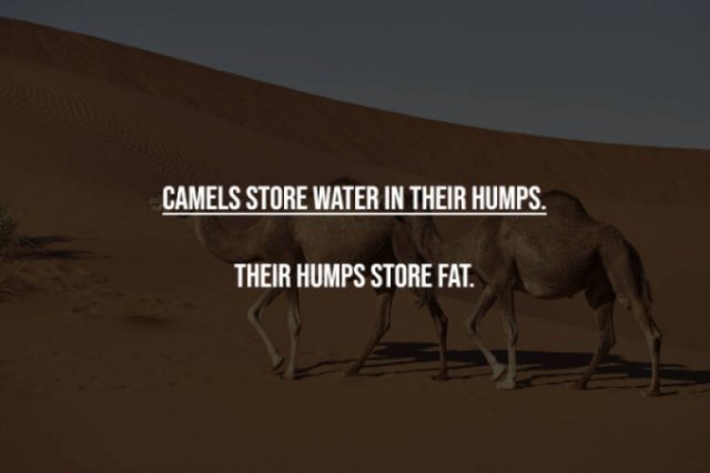 Myths That Many People Believe (17 pics)