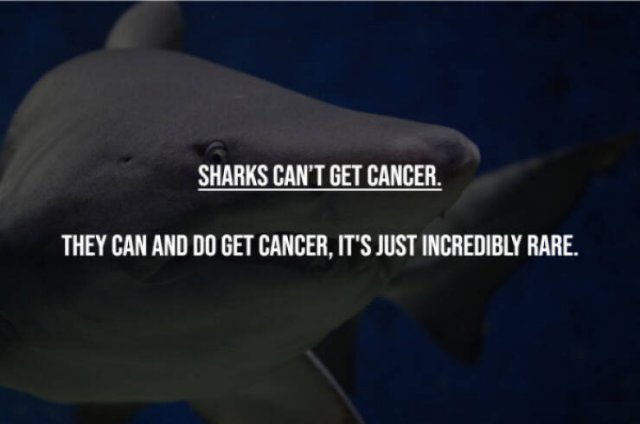 Myths That Many People Believe (17 pics)