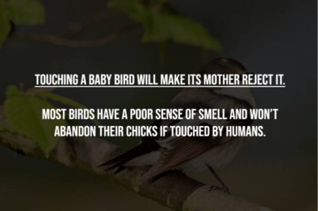 Myths That Many People Believe (17 pics)