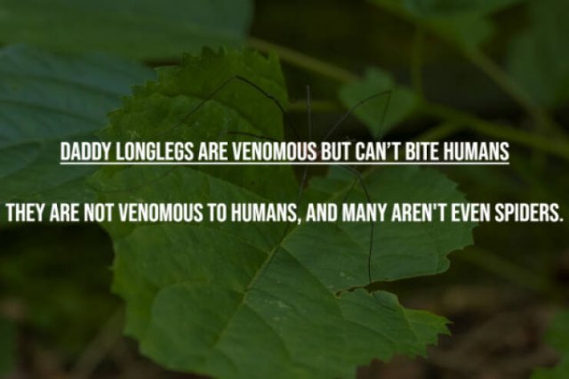 Myths That Many People Believe (17 pics)