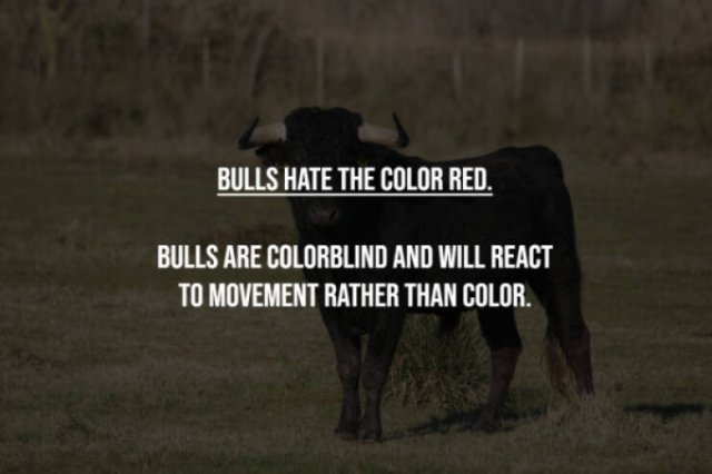 Myths That Many People Believe (17 pics)