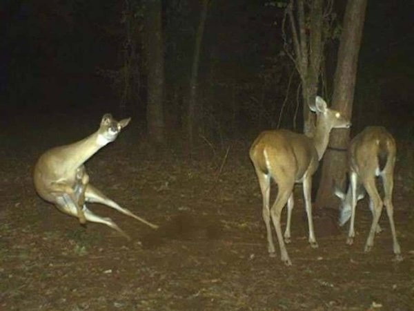 Strange And Funny Photos From The Forest (29 pics)