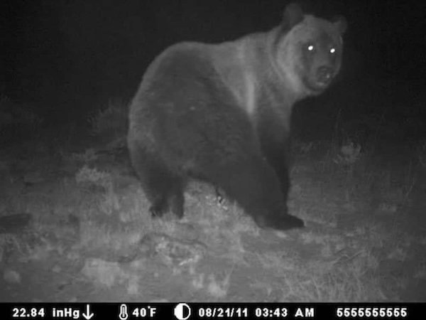 Strange And Funny Photos From The Forest (29 pics)