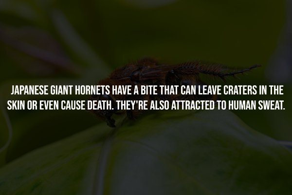 Creepy Facts (14 pics)