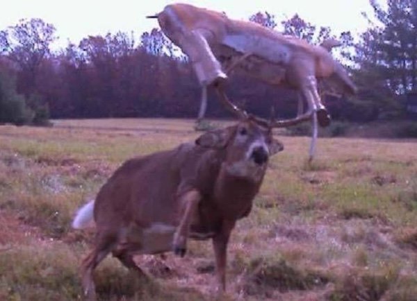 Strange And Funny Photos From The Forest (29 pics)