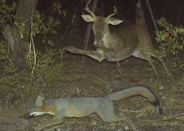 Strange And Funny Photos From The Forest (29 pics)