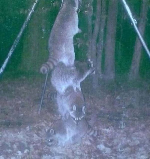 Strange And Funny Photos From The Forest (29 pics)