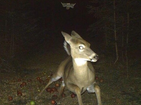 Strange And Funny Photos From The Forest (29 pics)