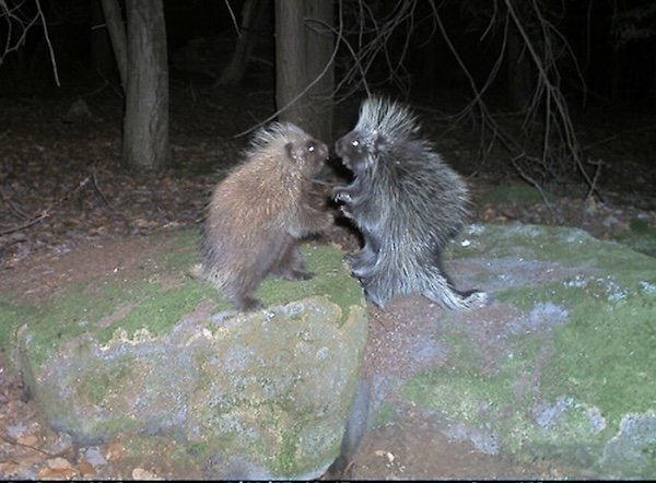 Strange And Funny Photos From The Forest (29 pics)