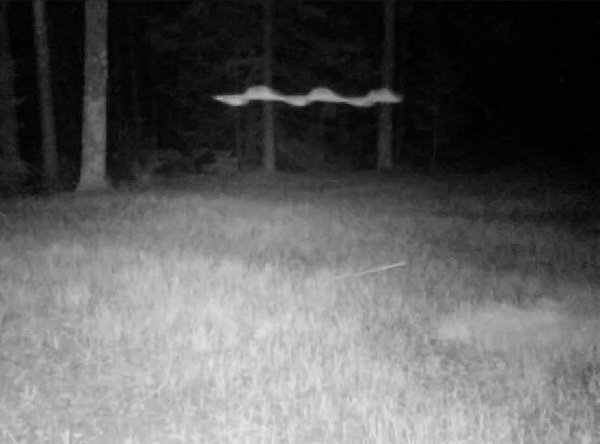 Strange And Funny Photos From The Forest (29 pics)