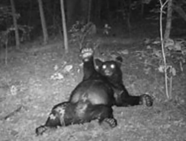 Strange And Funny Photos From The Forest (29 pics)