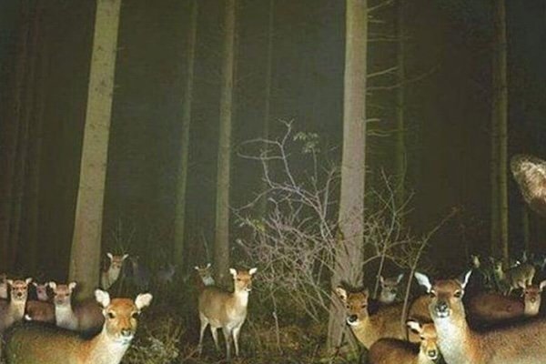 Strange And Funny Photos From The Forest (29 pics)