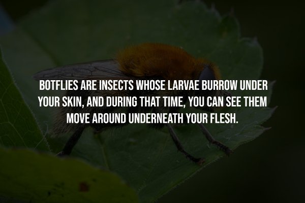 Creepy Facts (14 pics)