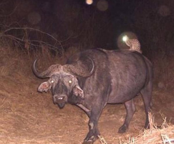 Strange And Funny Photos From The Forest (29 pics)