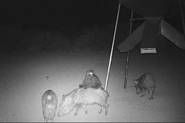 Strange And Funny Photos From The Forest (29 pics)