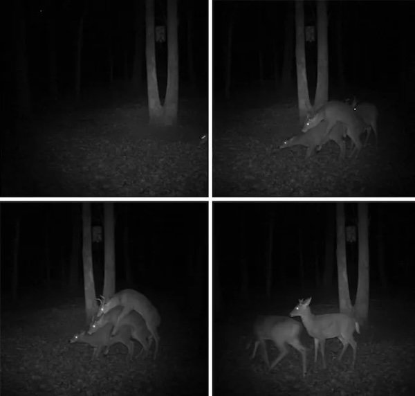 Strange And Funny Photos From The Forest (29 pics)
