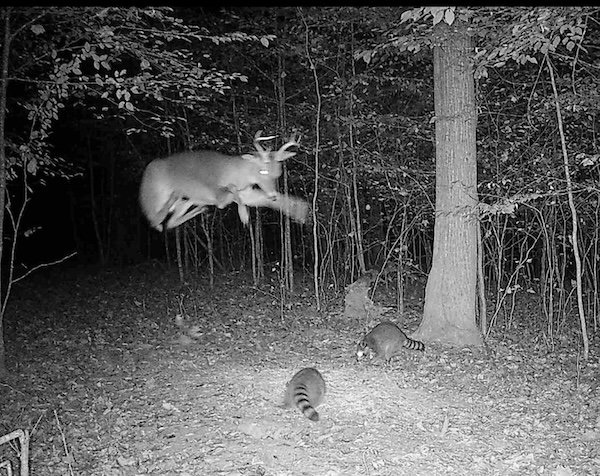 Strange And Funny Photos From The Forest (29 pics)
