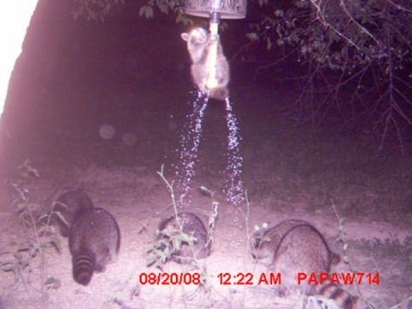 Strange And Funny Photos From The Forest (29 pics)