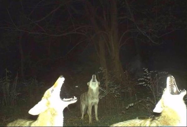 Strange And Funny Photos From The Forest (29 pics)