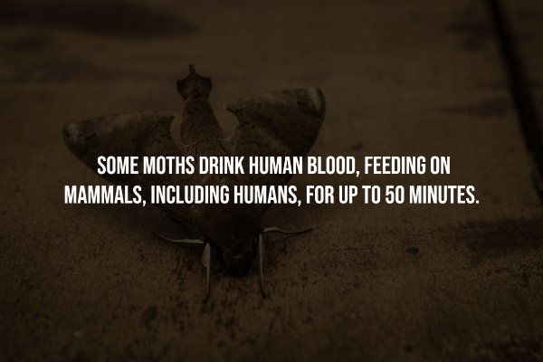 Creepy Facts (14 pics)