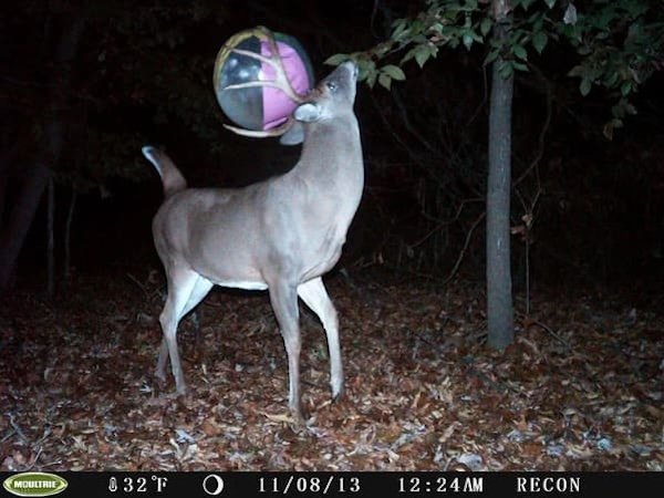 Strange And Funny Photos From The Forest (29 pics)