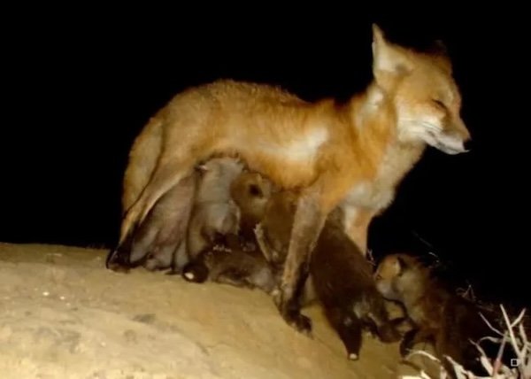 Strange And Funny Photos From The Forest (29 pics)