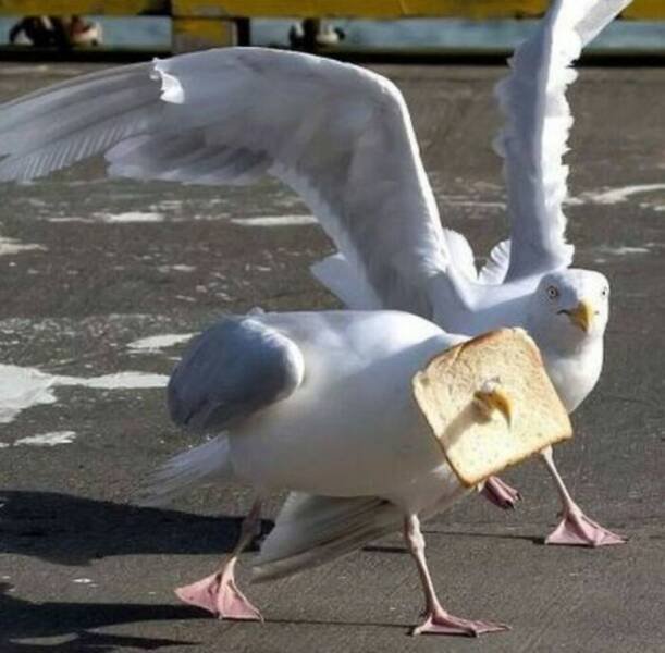 What Is Going On Here? (50 pics)