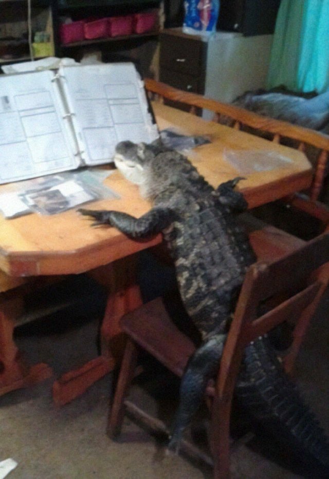 What Is Going On Here? (50 pics)