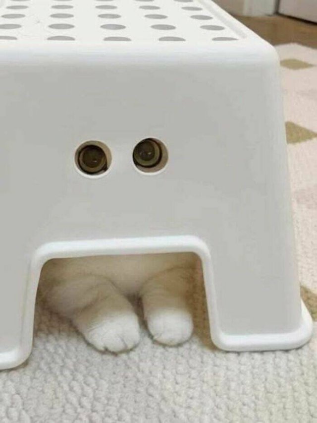 What Is Going On Here? (50 pics)
