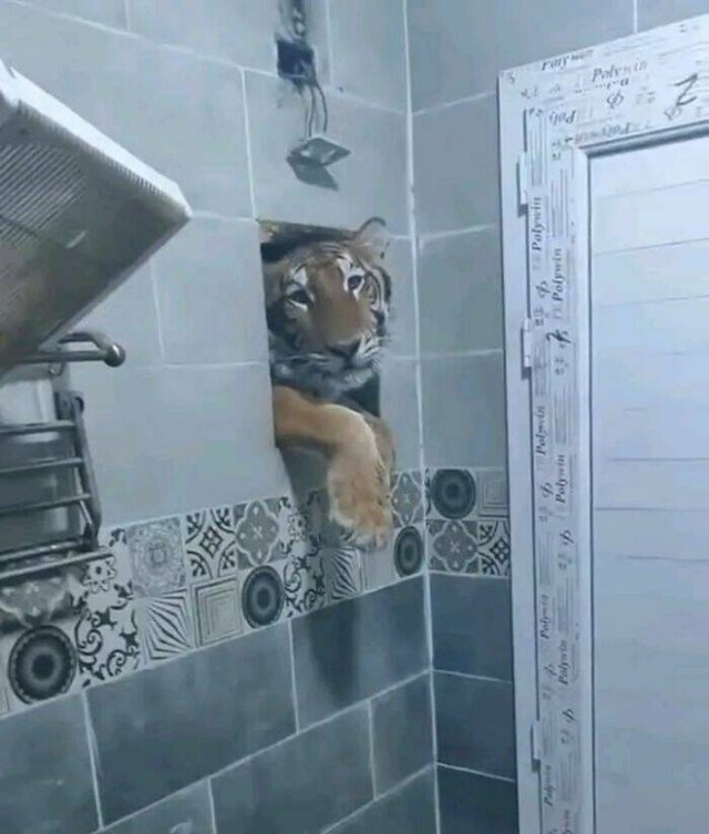 What Is Going On Here? (50 pics)