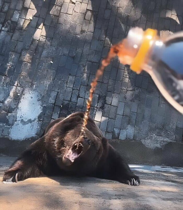 What Is Going On Here? (50 pics)